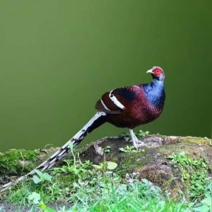 (手游野外求生游戏)探秘未知:用手机版的野外求生游戏,开启随时随地的生存挑战 (手游野外求生游戏)探秘未知:用手机版的野外求生游戏,开启随时随地的生存挑战