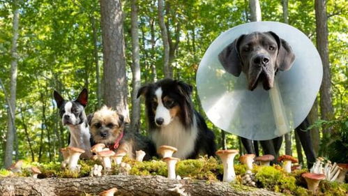 (狗狗复仇人类电影叫什么)狗复仇国语版免费观看:揭开忠诚与报复交织的惊悚故事 (狗狗复仇人类电影叫什么)狗复仇国语版免费观看:揭开忠诚与报复交织的惊悚故事