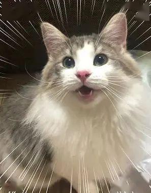 (我家猫咪上仙漫画下拉式免费阅读)“我家猫开启的修仙中心人气爆棚,吸引众多修士前来求道!” (我家猫咪上仙漫画下拉式免费阅读)“我家猫开启的修仙中心人气爆棚,吸引众多修士前来求道!”