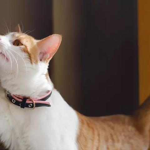 (中华田园猫价格是多少?)中华田园猫:价格如何? (中华田园猫价格是多少?)中华田园猫:价格如何?