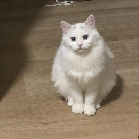 (中华田园猫价格是多少?)中华田园猫:价格如何? (中华田园猫价格是多少?)中华田园猫:价格如何?