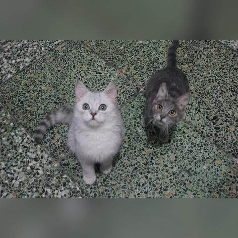 走进虚拟宠物的世界:体验萌喵宠物店游戏的细腻设计与终极玩家体验 走进虚拟宠物的世界:体验萌喵宠物店游戏的细腻设计与终极玩家体验