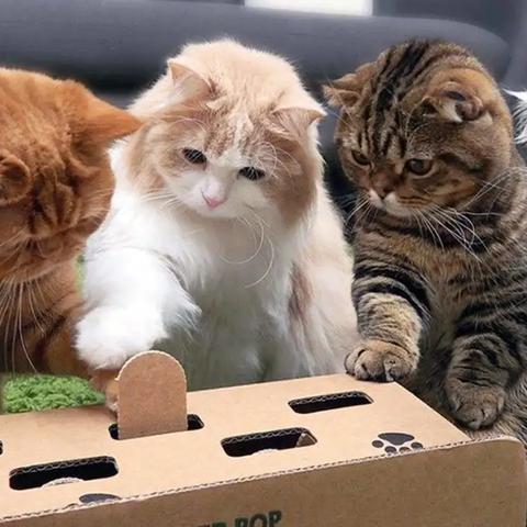 体验口袋喵喵送万抽版：畅游猫咪世界，畅享无限惊喜与精彩活动