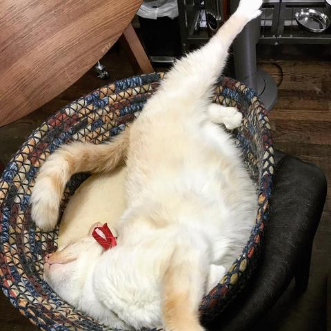 探秘北京神秘胡同里的八条猫咪小院：小憩在猫咪王国，与喵星人亲密相处