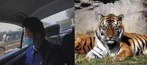 (老虎猛兽)目击者曝猛虎出没,现场目击老虎不仅攻击人类还袭击了牛只! (老虎猛兽)目击者曝猛虎出没,现场目击老虎不仅攻击人类还袭击了牛只!