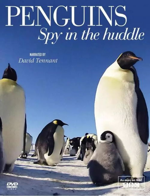 详解获得跳跳企鹅的全过程:采集石头、制作工具和避开危险的终极指南 详解获得跳跳企鹅的全过程:采集石头、制作工具和避开危险的终极指南