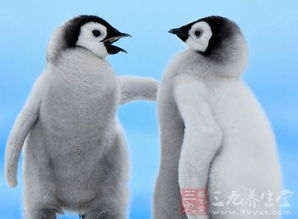 详解获得跳跳企鹅的全过程：采集石头、制作工具和避开危险的终极指南