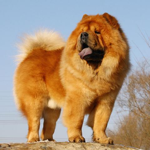 (可爱的萌宠动物)探寻可爱的生物:成为一名萌宠猎人,捕捉独特的小宠物 (可爱的萌宠动物)探寻可爱的生物:成为一名萌宠猎人,捕捉独特的小宠物