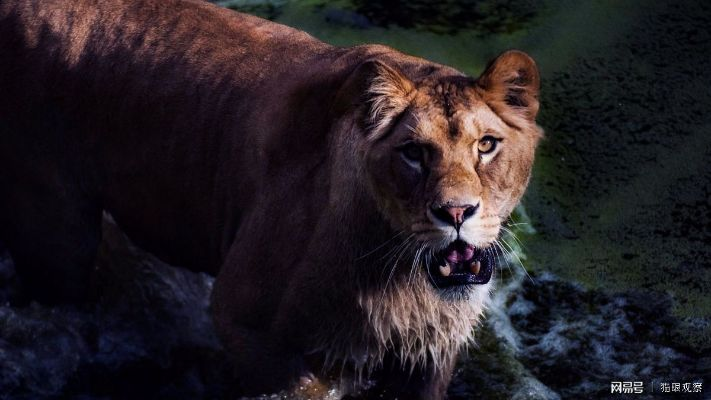 (狮子角斗英雄代表什么动物生肖)狮子角斗英雄代表什么动物