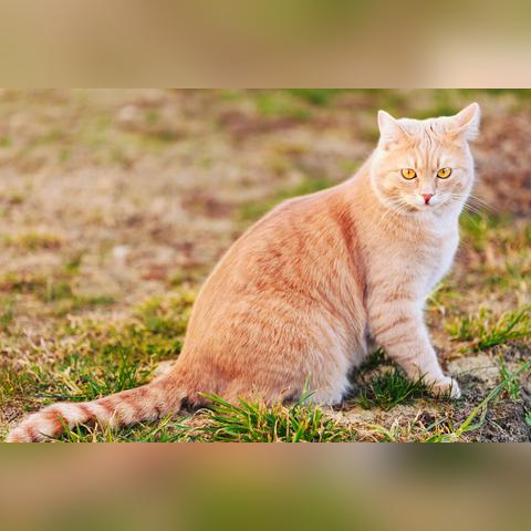 (猫三国攻略)猫三国阵容搭配指南：让你的猫咪战斗力UPUPUP，打造最强阵容！